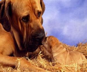 Puzle Mastif, s ní štěně