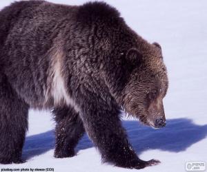 Puzle Medvěd grizzly