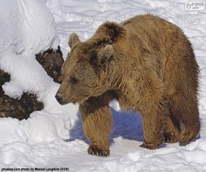 Puzle Medvěd hnědý na sněhu