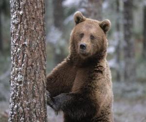 Puzle Medvěd hnědý v nohou opřenou o strom