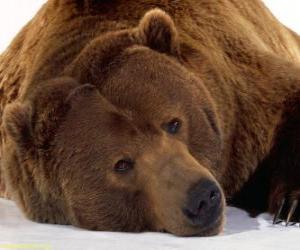Puzle Medvěd odpočinku