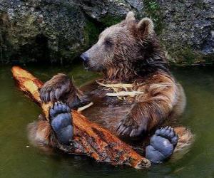 Puzle Medvěd ve vodě