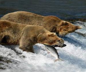 Puzle Medvědi loví lososy