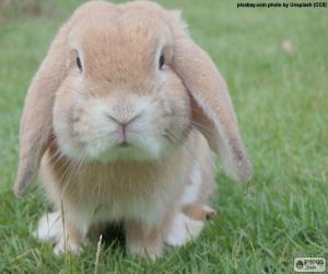 Puzle Mini Lop