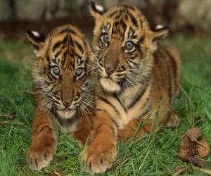 Puzle Mladí tygři