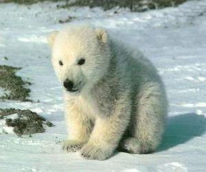 Puzle Mladý lední medvěd