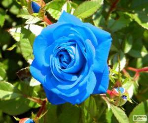 Puzle Modrá růže
