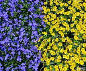 Puzle Modré a žluté květy
