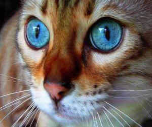 Puzle modré oči kočičí