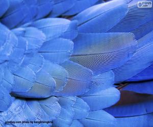 Puzle Modré peří papoušků