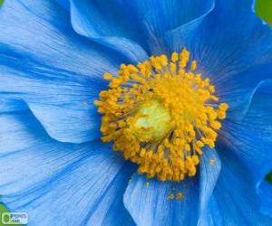 Puzle Modrý květ