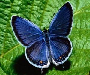 Puzle modrý motýl s křídly dokořán