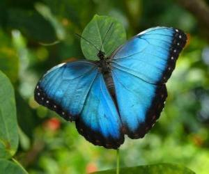 Puzle Modrý motýl