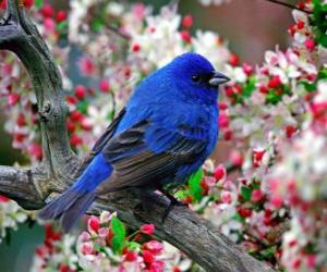 Puzle Modrý pták
