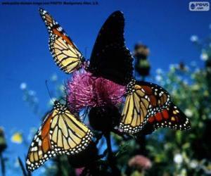 Puzle Monarch motýl