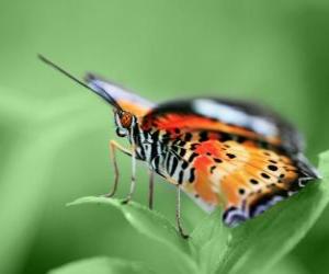 Puzle Motýl