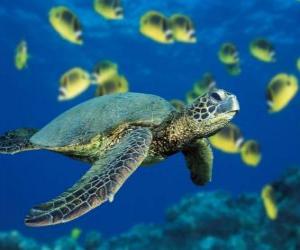 Puzle Mořská želva