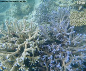 Puzle Mořské korály