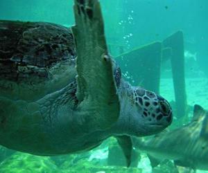 Puzle Mořské želvy