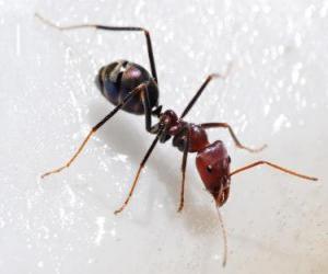 Puzle Mravenc, hmyz, který existuje prakticky kdekoli na světě