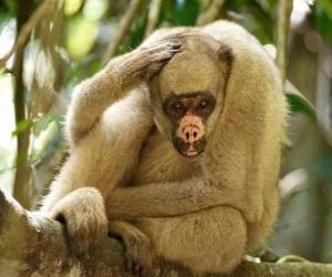 Puzle Muriquis, také známý jako chlupatý pavouk opice