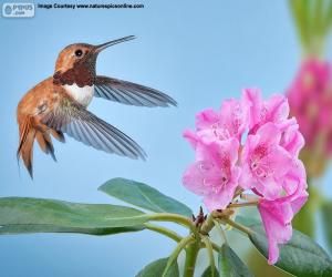 Puzle Mužský pěvec kolibřík a květina