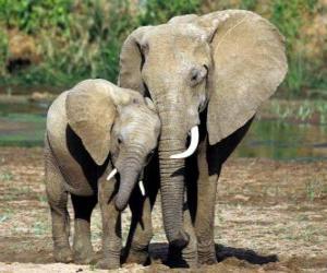 Puzle Máma ovládání malý slon s pomocí jejího chobot