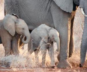 Puzle Máma ovládání malý slon