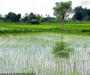 Puzle Naleziště rýže, Indonésie