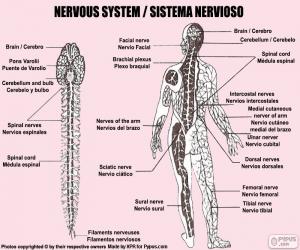 Puzle Nervová soustava