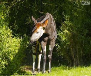 Puzle Okapi