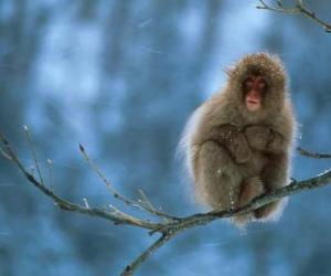 Puzle Opice sedí na větvi stromu