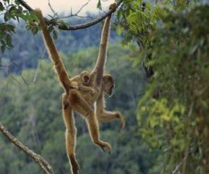 Puzle Opice zavěšené na liány