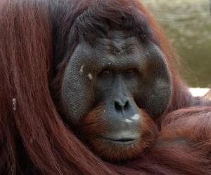 Puzle Orangutan bornejský