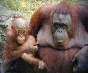 Puzle orangutan s dítětem
