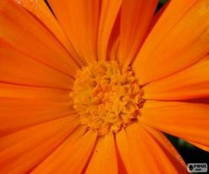 Puzle Oranžová květina