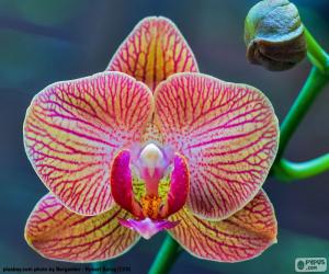 Puzle Orchidej Phalaenopsis
