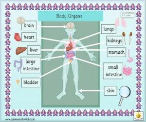 Puzle Orgány lidského těla v angličtině