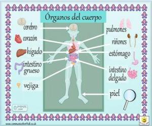 Puzle Orgány lidského těla ve španělštině