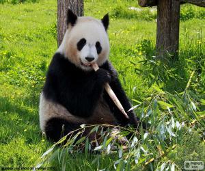 Puzle Panda, jíst