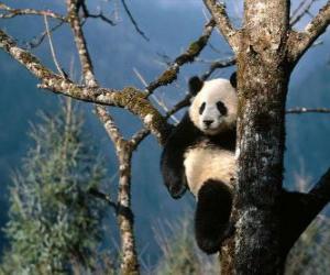 Puzle Panda na stromě