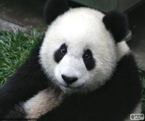 Puzle Panda velká