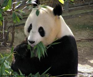 Puzle Panda Velká