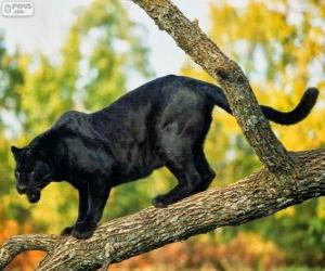 Puzle Panther černý na větvi stromu