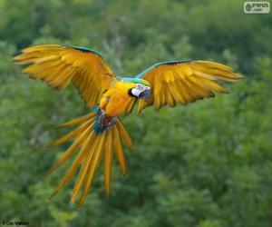 Puzle Papoušek z rodu Ara