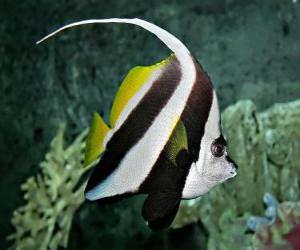 Puzle Pennant coralfish