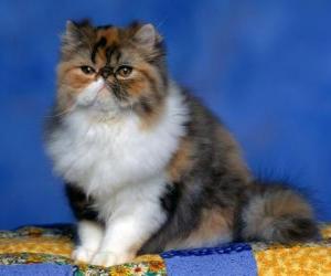 Puzle Perské kotě
