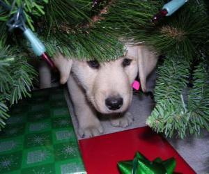 Puzle Pes se skrývá pod vánoční stromeček