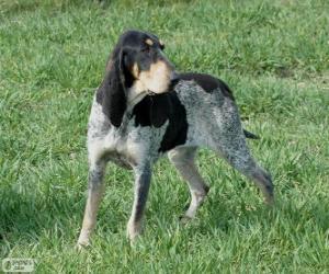 Puzle Petit Bleu de Gascogne