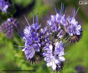 Puzle Phacelia tanacetifolia